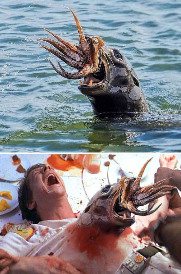 sea lion eating octopus