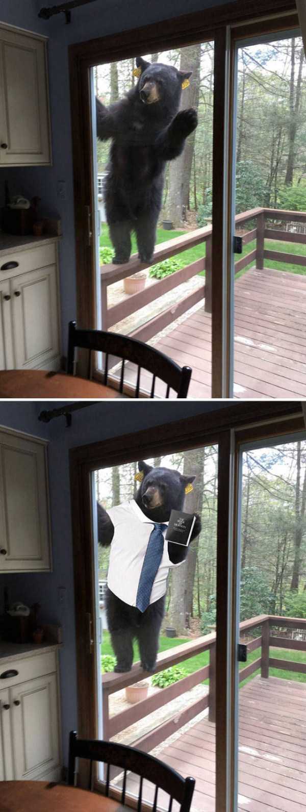 bear at the door
