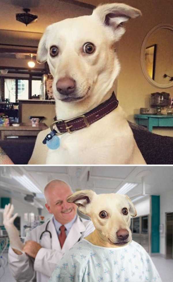 photoshop battles dog