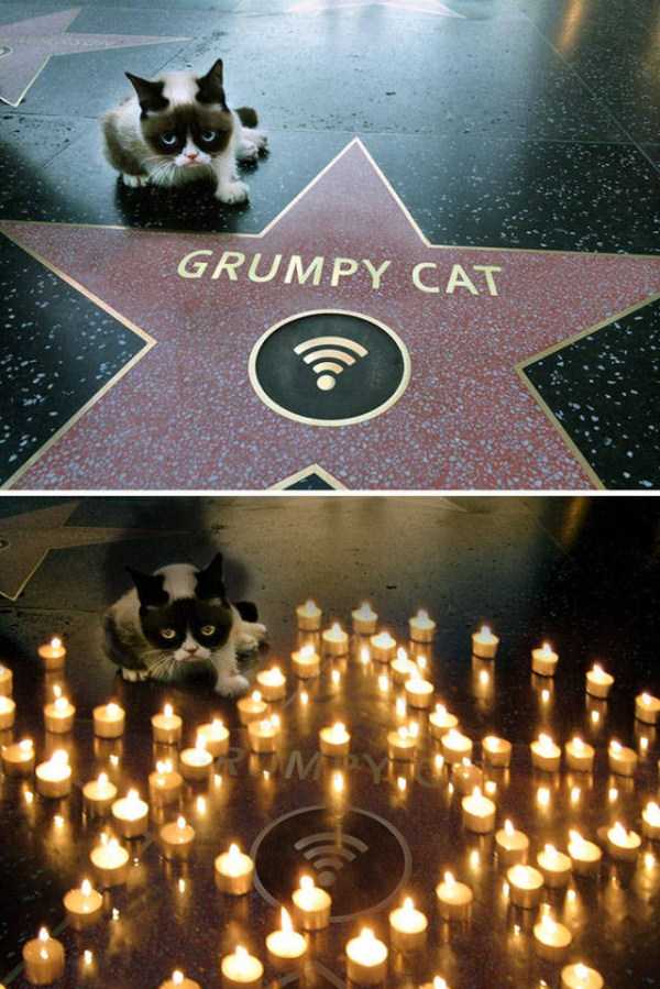 grumpy cat walk of fame - Grumpy Cat