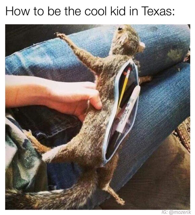 squirrel pencil holder - How to be the cool kid in Texas Ig