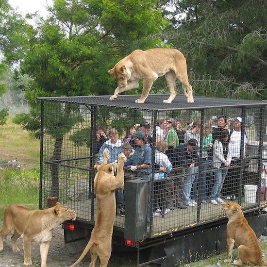 correct way to see wild animals