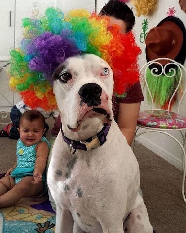 Boxer dog wearing clown wig.