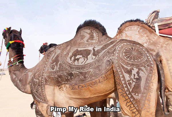 Pimped out camel in India