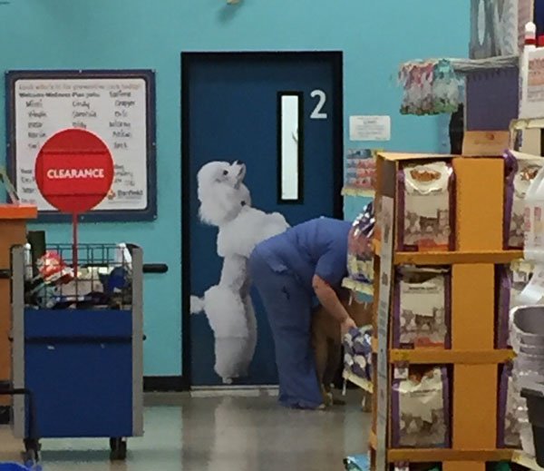 Vet in scrubs bending over to pick up something with perfect frame timing of dog behind it all.