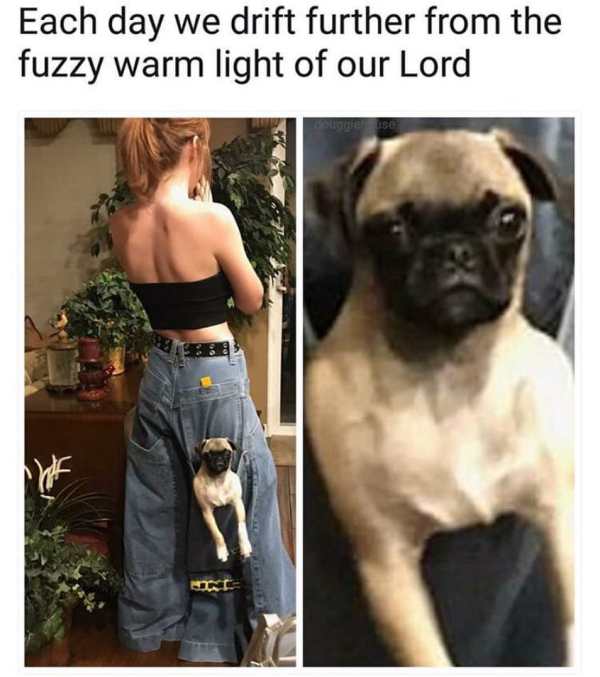 Meme lamenting the loss of humanity as a pug is in a woman's pants pocket