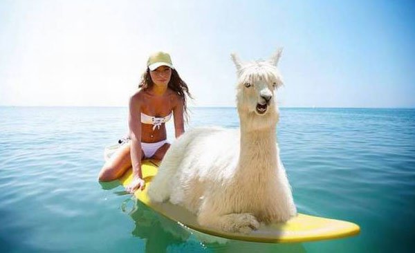 WTF meme of woman on a surfboard with an alpaca.