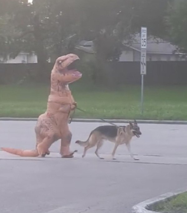 Man walking his dog while wearing a dinosaur costume
