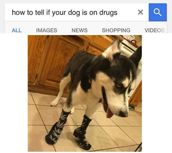 Dog wearing socks that looks like he is on drugs