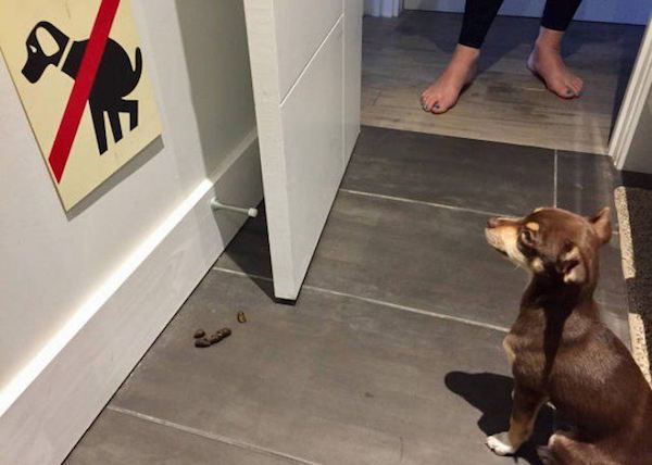 Dog that is not following instructions at all