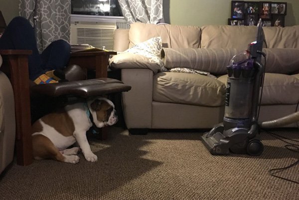 Bulldog facing off with the vacuum cleaner.