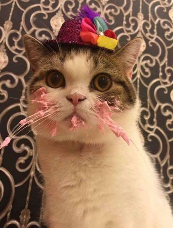 Cat that is in total party mode
