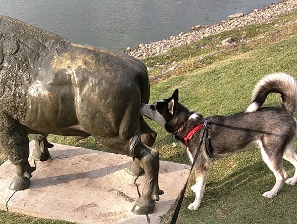Dog smelling statue's butt