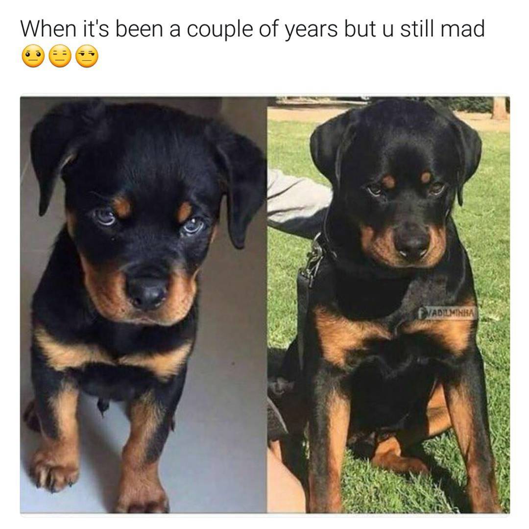 rottweiler meme - When it's been a couple of years but u still mad Fadilmira