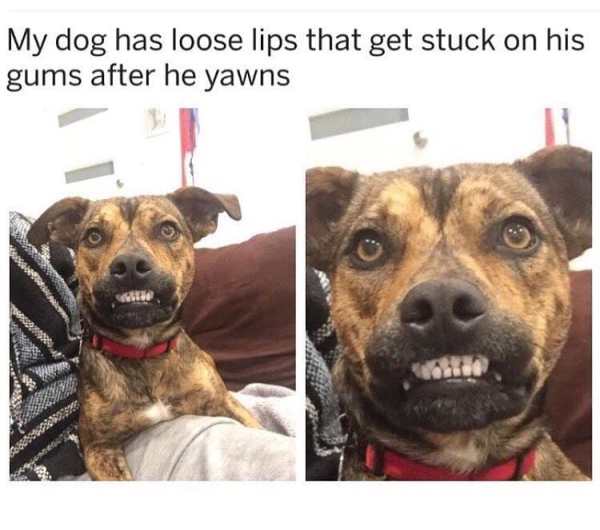 Funny meme of a dog that has his lips stuck in a funny way after he yawns