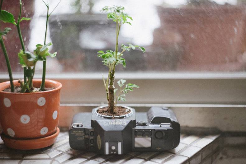 plant growing out of an old SLR camera