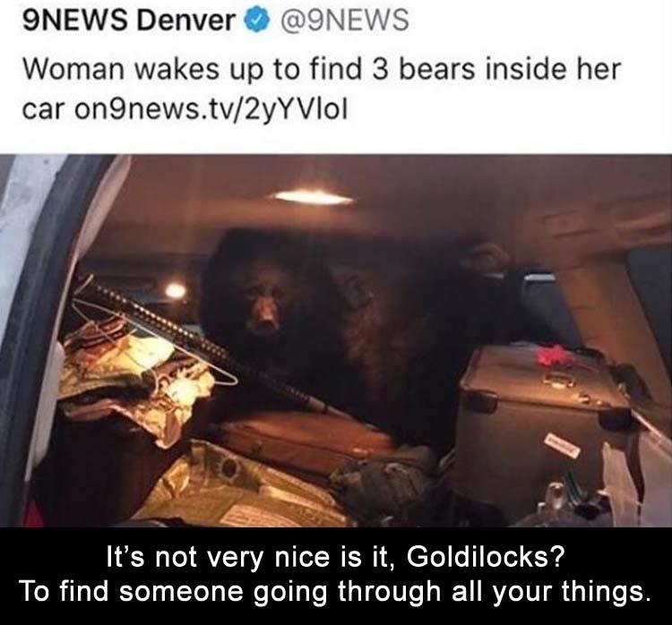 KUSA - 9NEWS Denver Woman wakes up to find 3 bears inside her car on9news.tv2yYVlol It's not very nice is it, Goldilocks? To find someone going through all your things