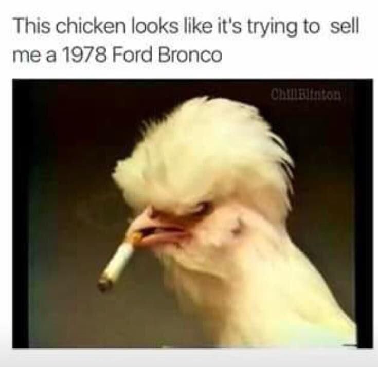 funny picture of chicken with crazy hair and a cigarette in his beak that looks like he is trying to sell me a 1978 Ford Bronco