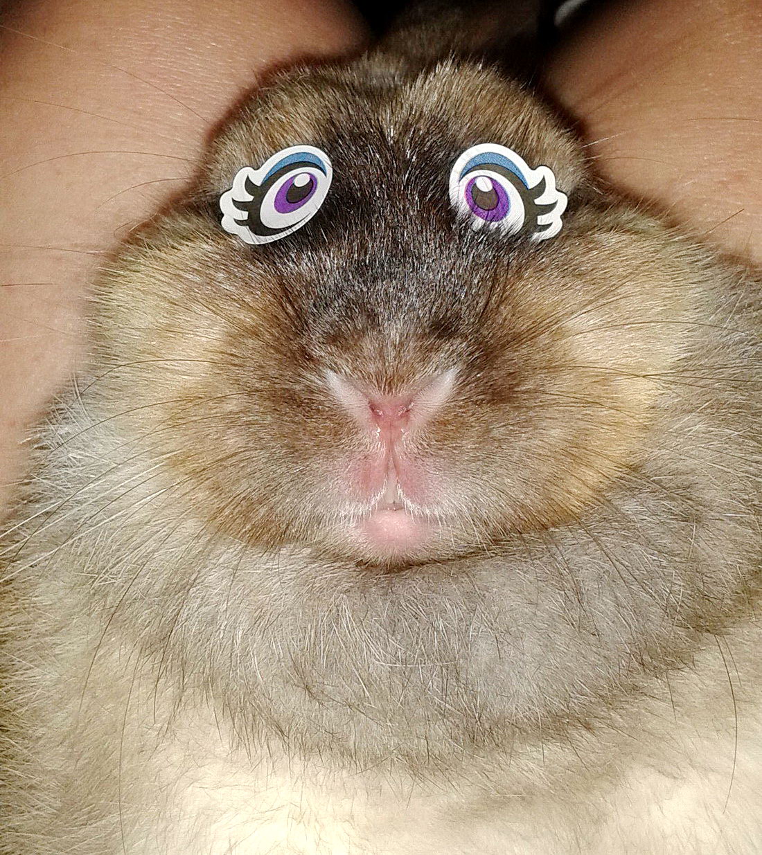funny picture of a bunny with stickers for eyes
