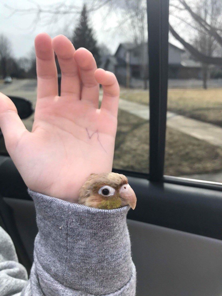 cute bird sticking his head out of a sleeve