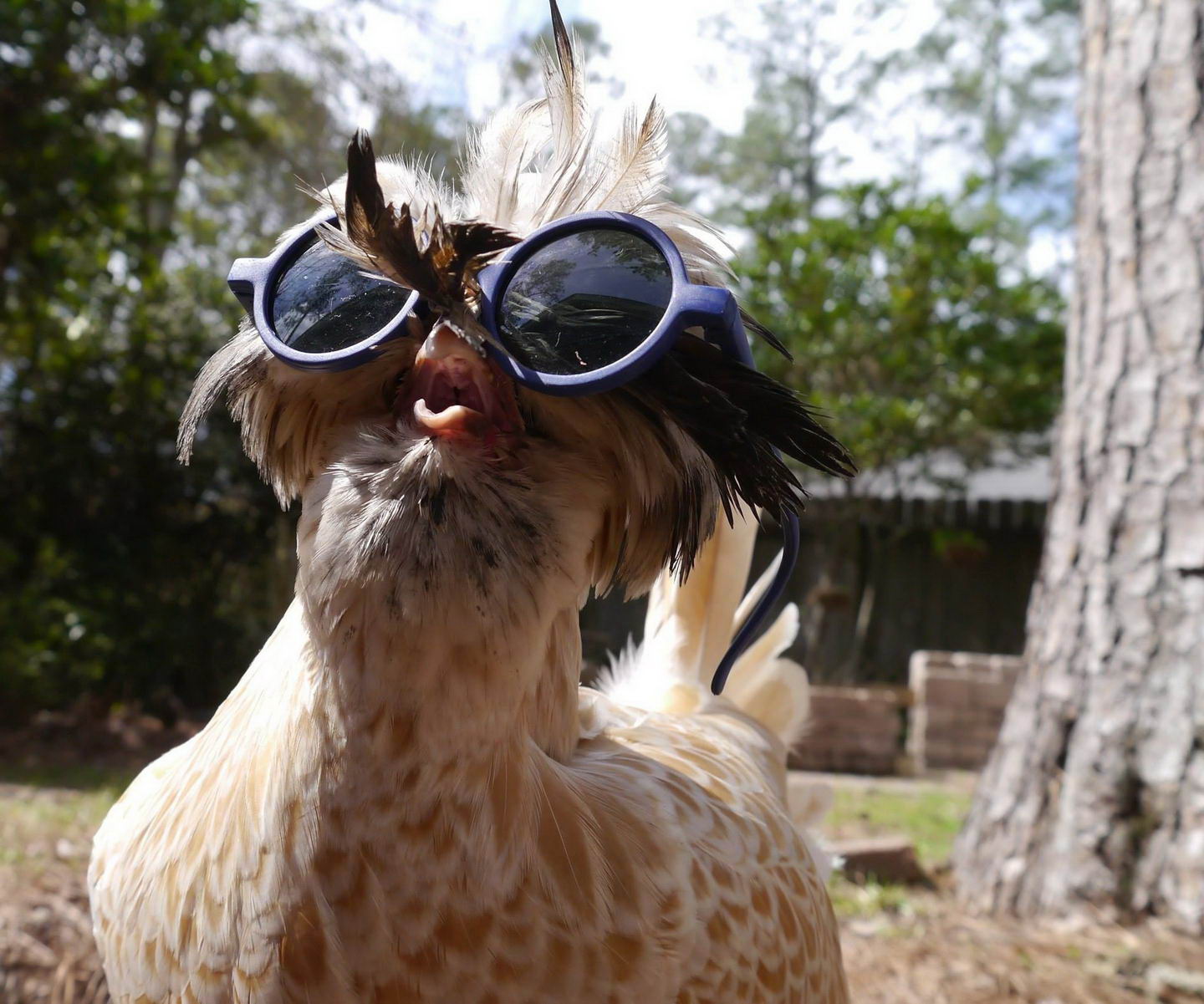 chicken with sunglasses
