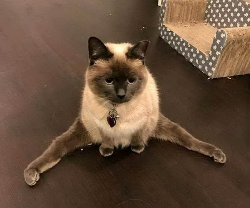 cat doing the splits