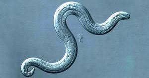 Falling ill, the young man was found to be infected by rat lungworm. Found in rodents, the worm can sometimes infect snails or slugs with the parasite if they consume the rodents' excrement.