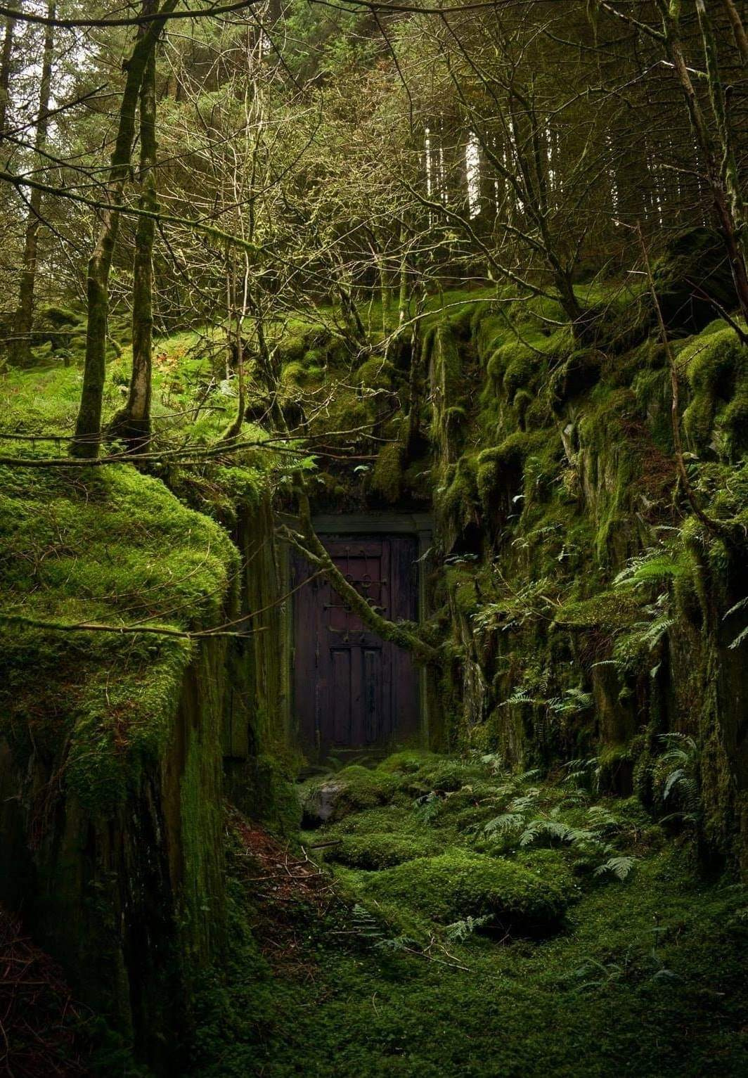 hidden door forest
