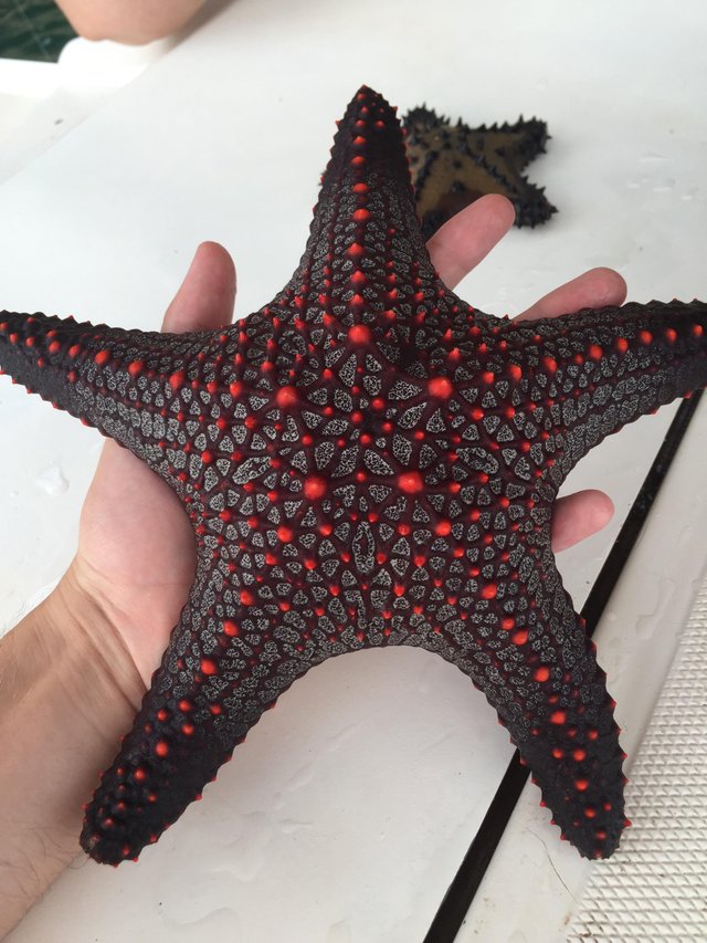 devil starfish