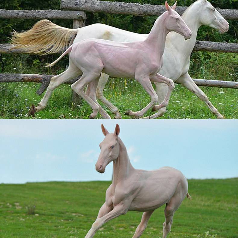 horse without hair