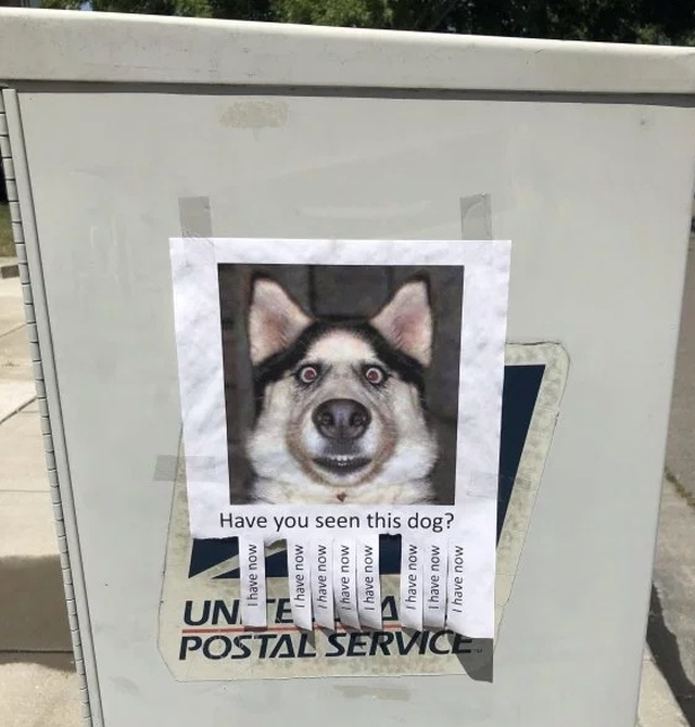 random pics - dog - Un I have now Postal Service I have now I have now I have now Have you seen this dog? I have now I have now I have now I have now