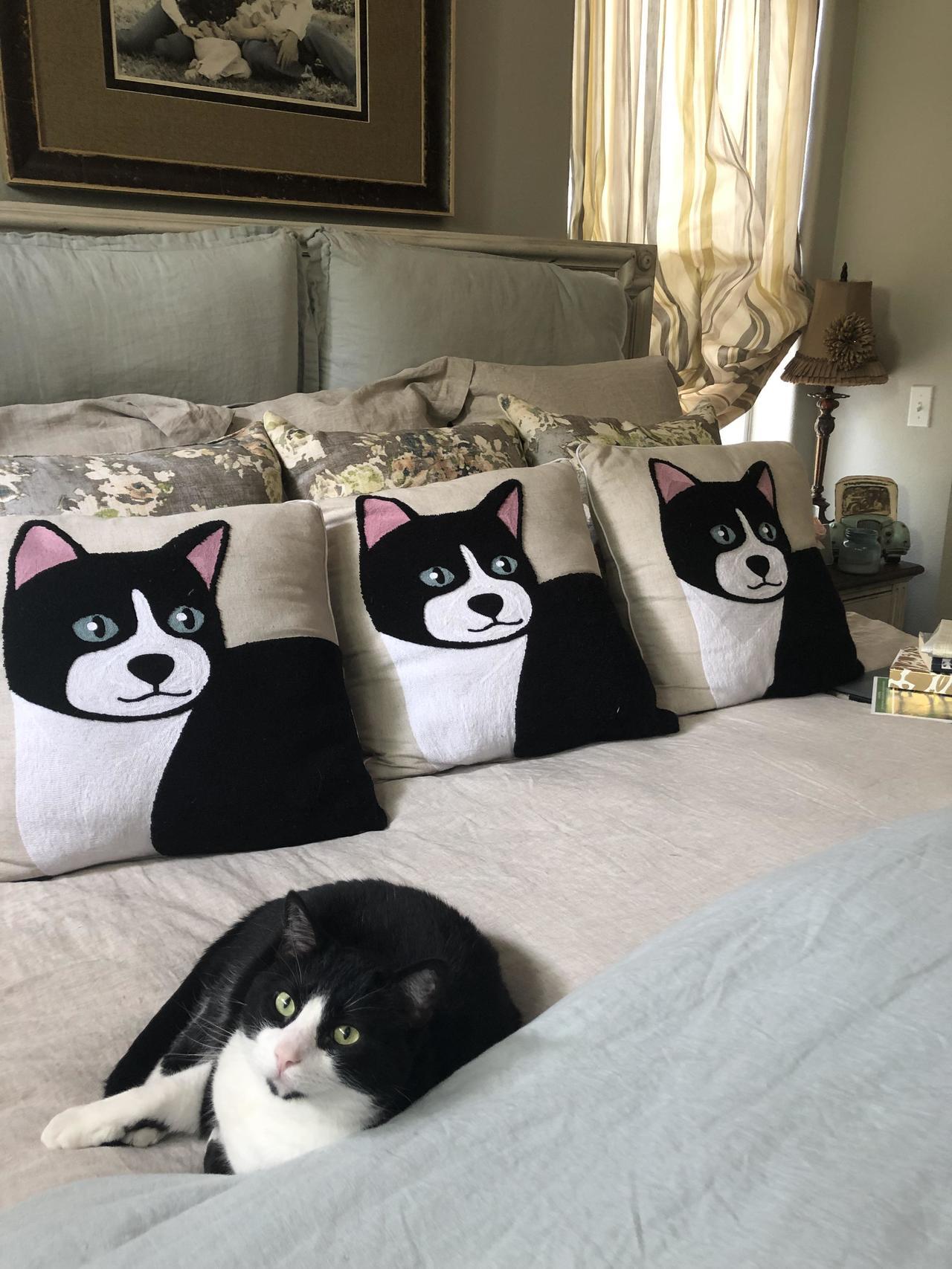 cat laying on a bed with pillows that look like it