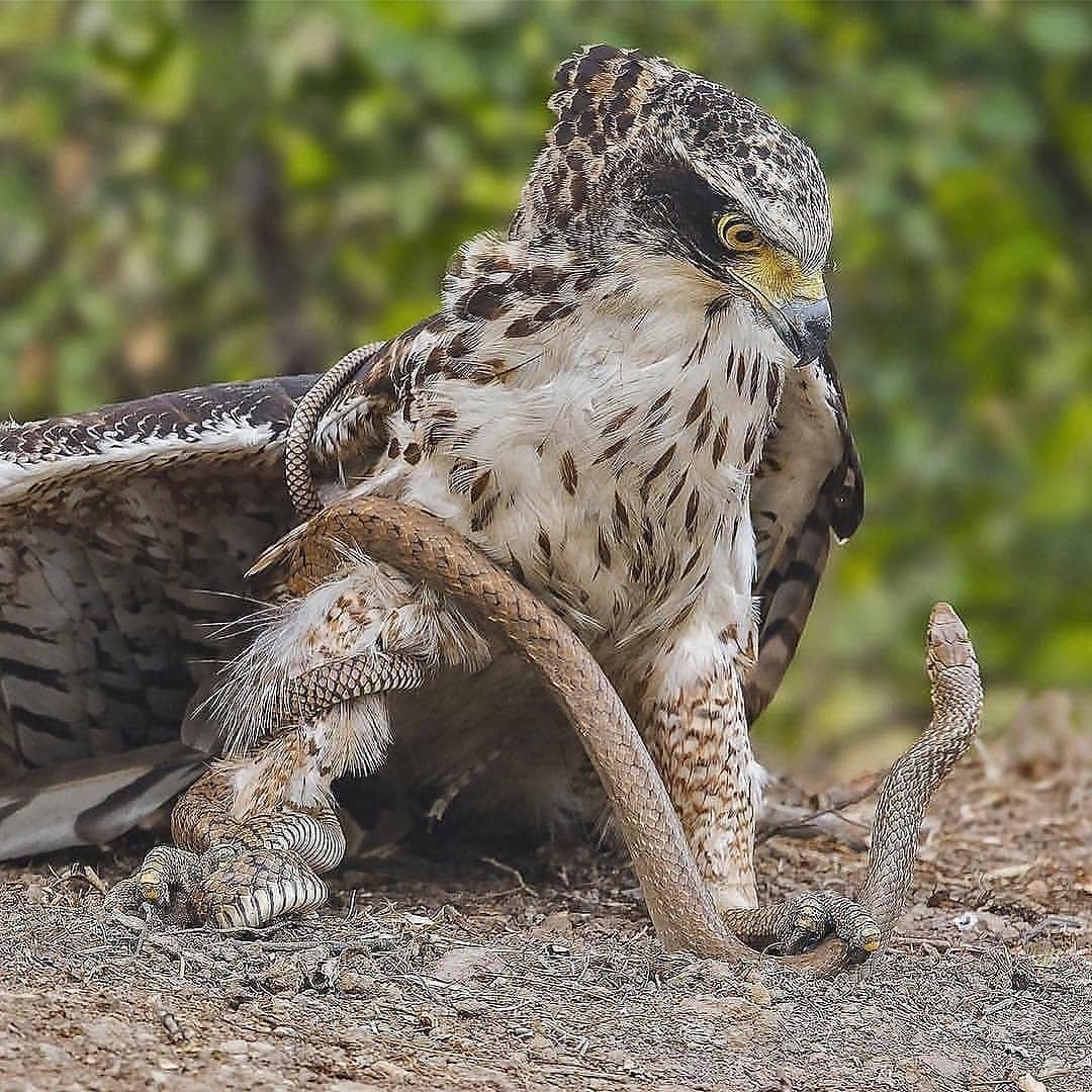 eagle fighting snake