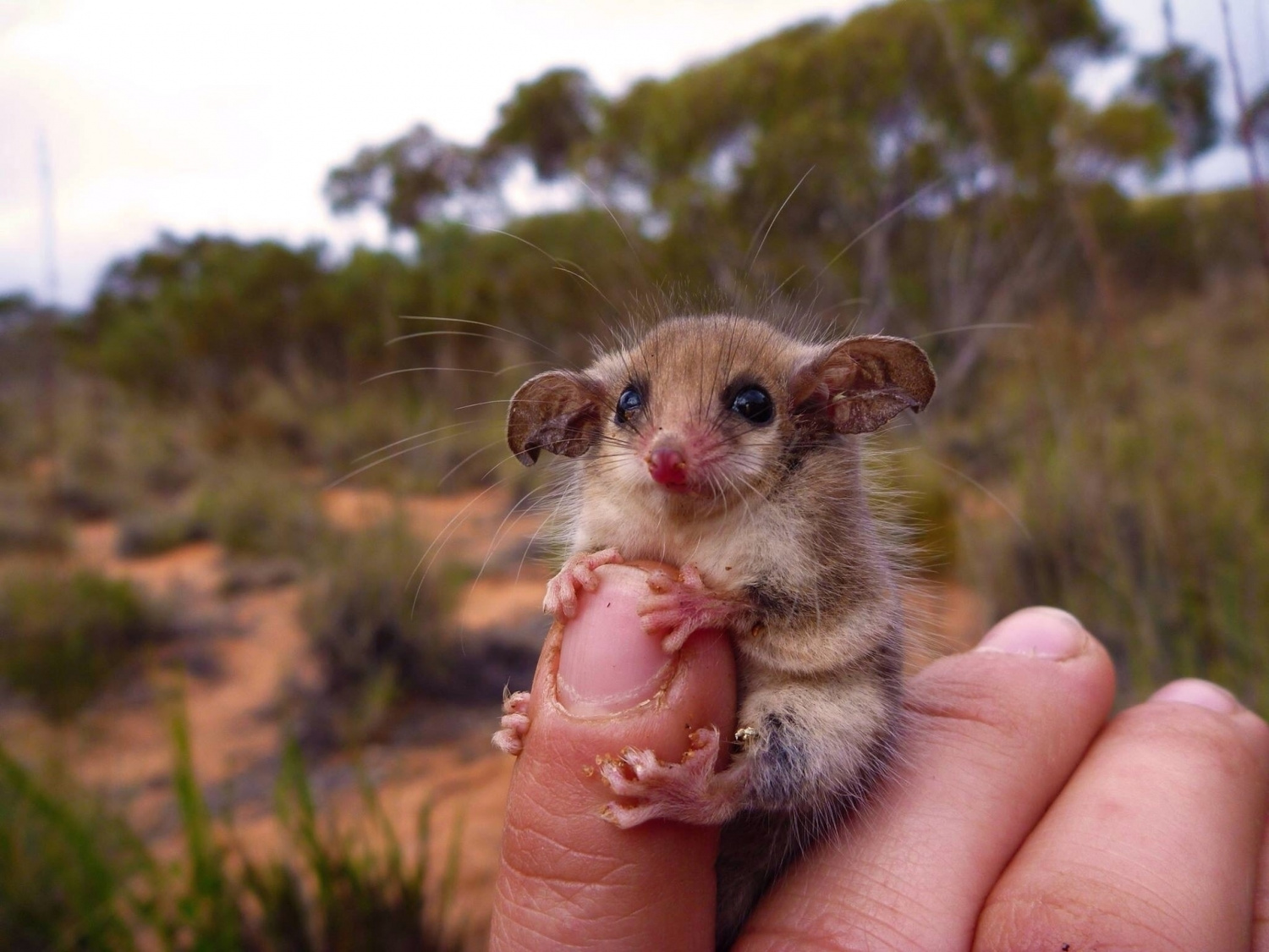 small australian animals