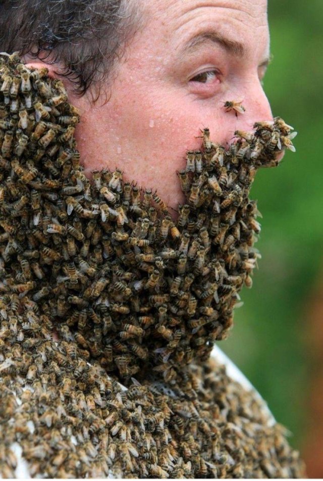 bee keeper beard