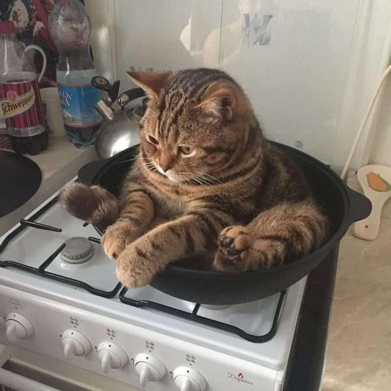 cat in frying pan - Schweppes