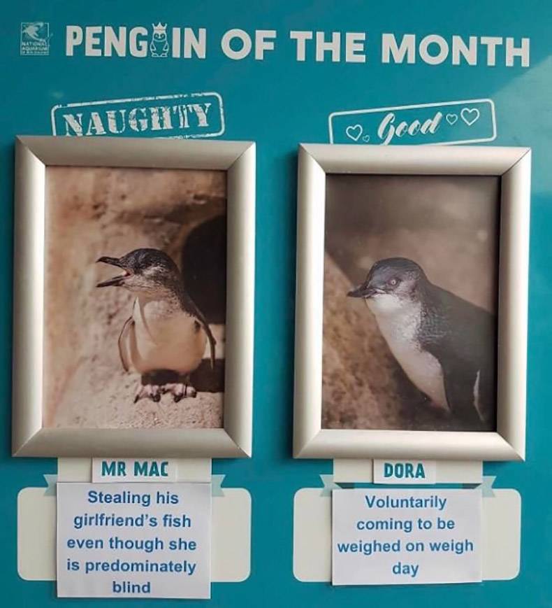 penguin of the month - Spengin Of The Month Naughty Good Dora Mr Mac Stealing his girlfriend's fish even though she is predominately blind Voluntarily coming to be weighed on weigh day