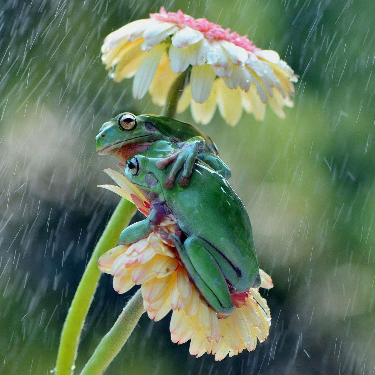 frogs and flowers