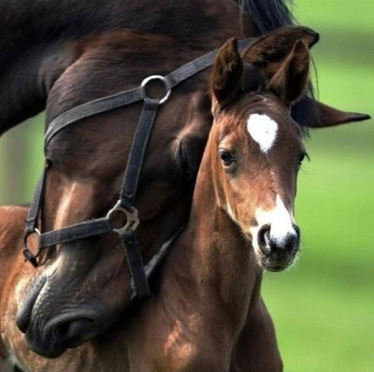 horse mama and foal