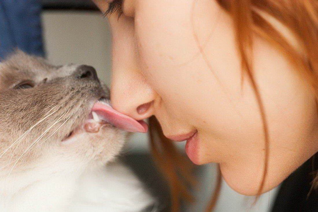 cat licking a womans nose.