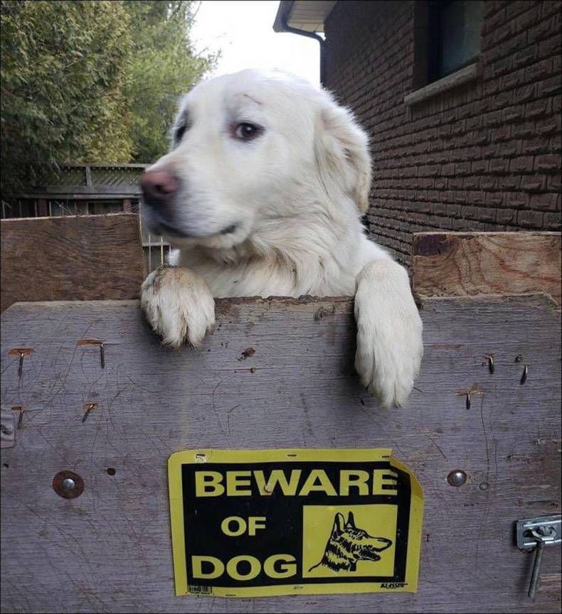 beware of dog sign - Beware Of Dog