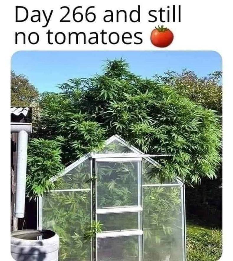 still no tomatoes meme - Day 266 and still no tomatoes