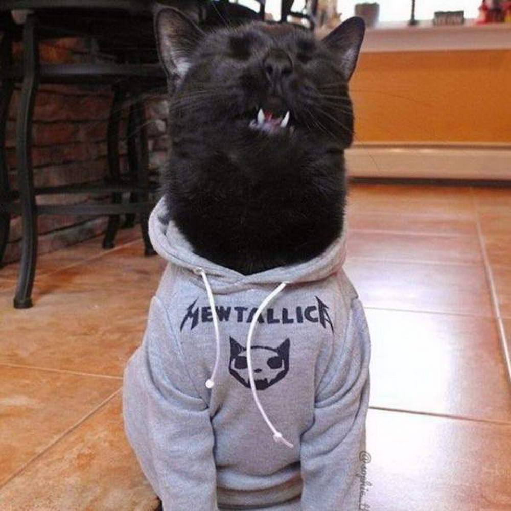 cat in hoodies - Mewti Llick