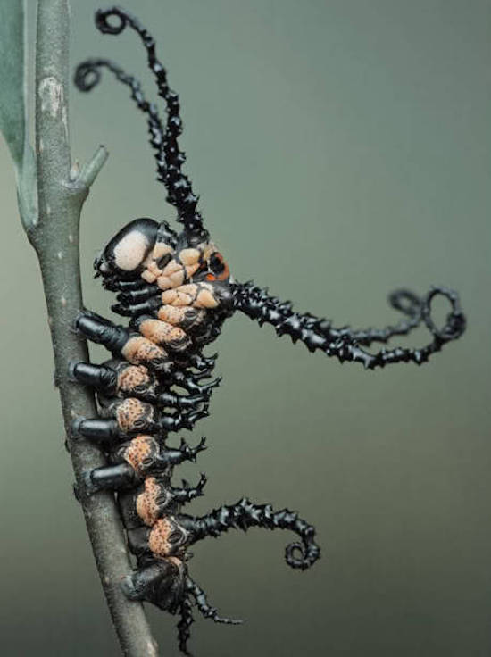 brahmin moth caterpillar