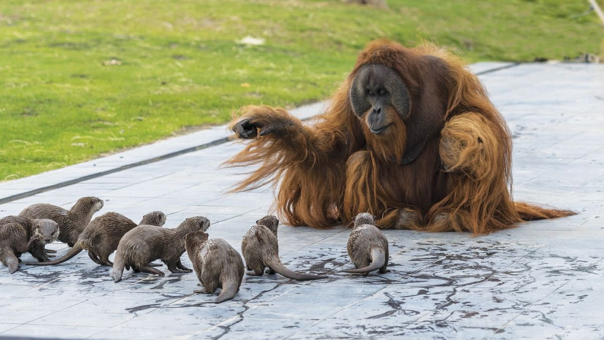 funny random pics - orangutan and otters