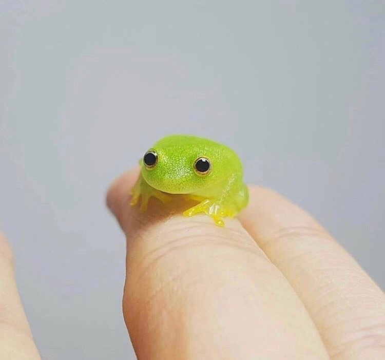 funny random pics - adorable frog