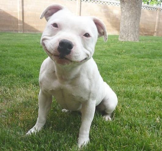 28 Of The Happiest Animals Of All Time