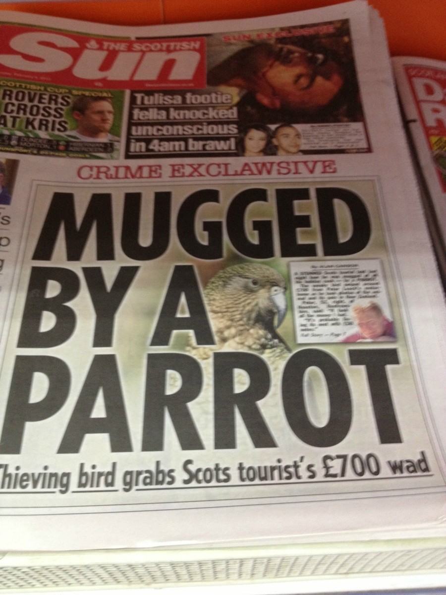 newspaper headline mugged by a parrot