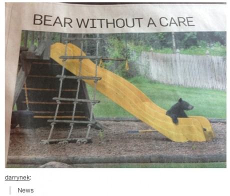 Headline - Bear Without A Care darrynek News
