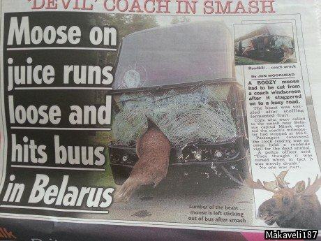 funny headlines - had to be cut from Devil Coach In Smash Moose on juice runs loose and hits buus in Belarus after it tagered hits buus Lundber of the beast moose is left sticking out of bus after smash Makaveli 187